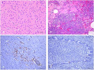 Insight Into an Outbreak of Canine Distemper Virus Infection in Masked Palm Civets in China